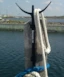 Mr Mooring Beslag för påle